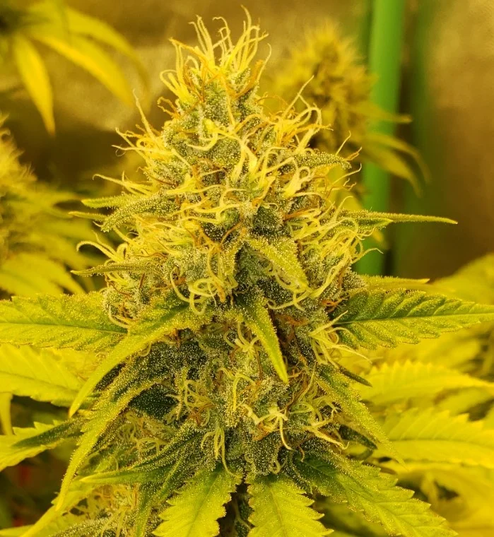 Right Diesel Closeup - Apr 9 2025.webp