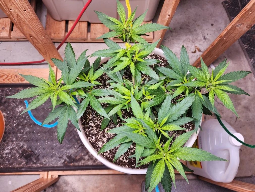 Right Diesel - June 11.webp