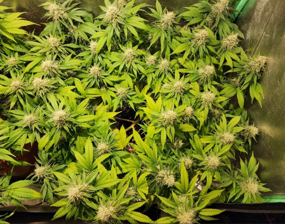 Right Plant - Aug 6, 2025.webp