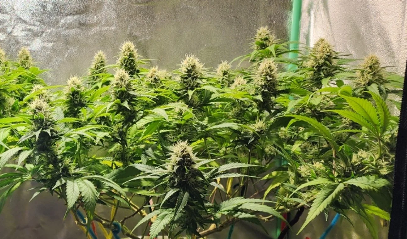 Right Plant - Aug 6, 2025.webp