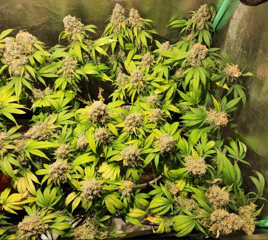 Right Plant - Sep 04, 2025.webp
