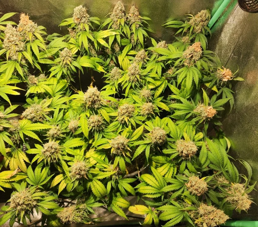 Right Plant.webp