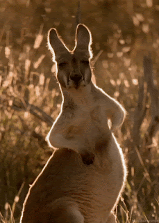 roo.gif