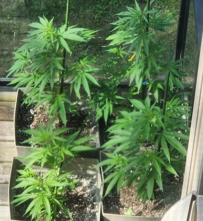 Seed Factory - July 24.webp