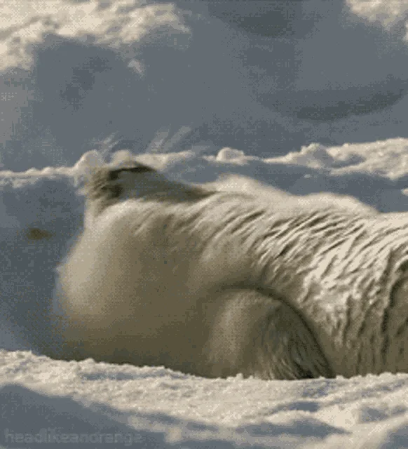 snow-funny-animals.webp