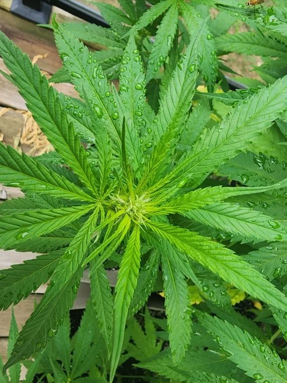 The Externals In Flower - Aug 20 2025.webp