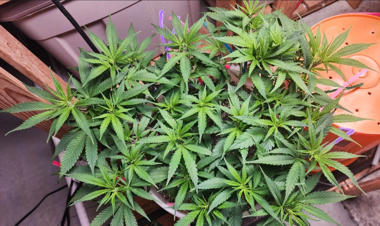 TNG Left Plant - Sep 04, 2025.webp