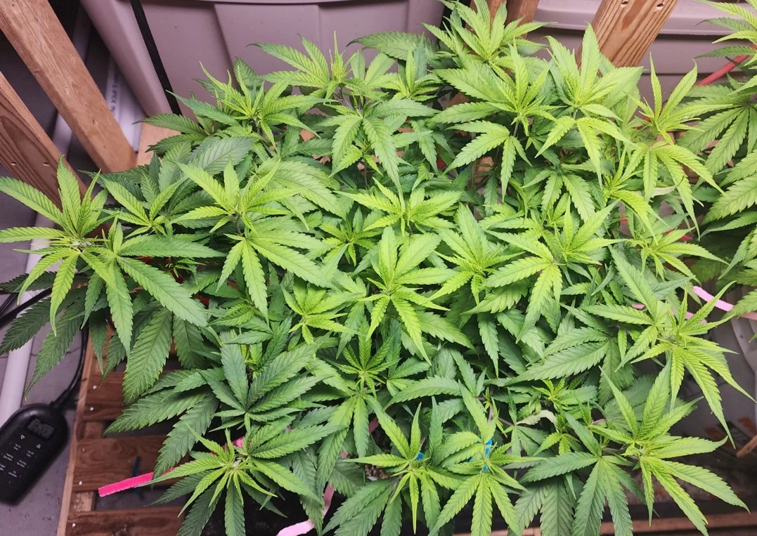 TNG Left Plant - Sep 10, 2025.webp