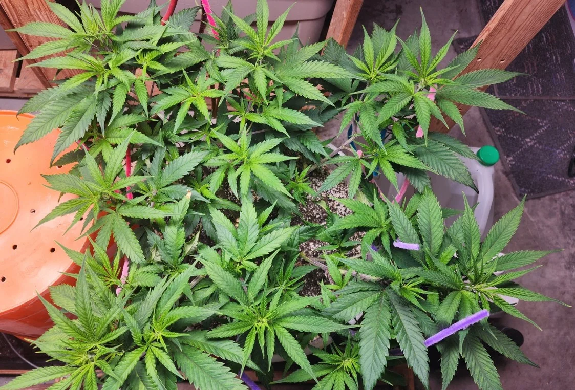 TNG Right Plant - Sep 04, 2025.webp