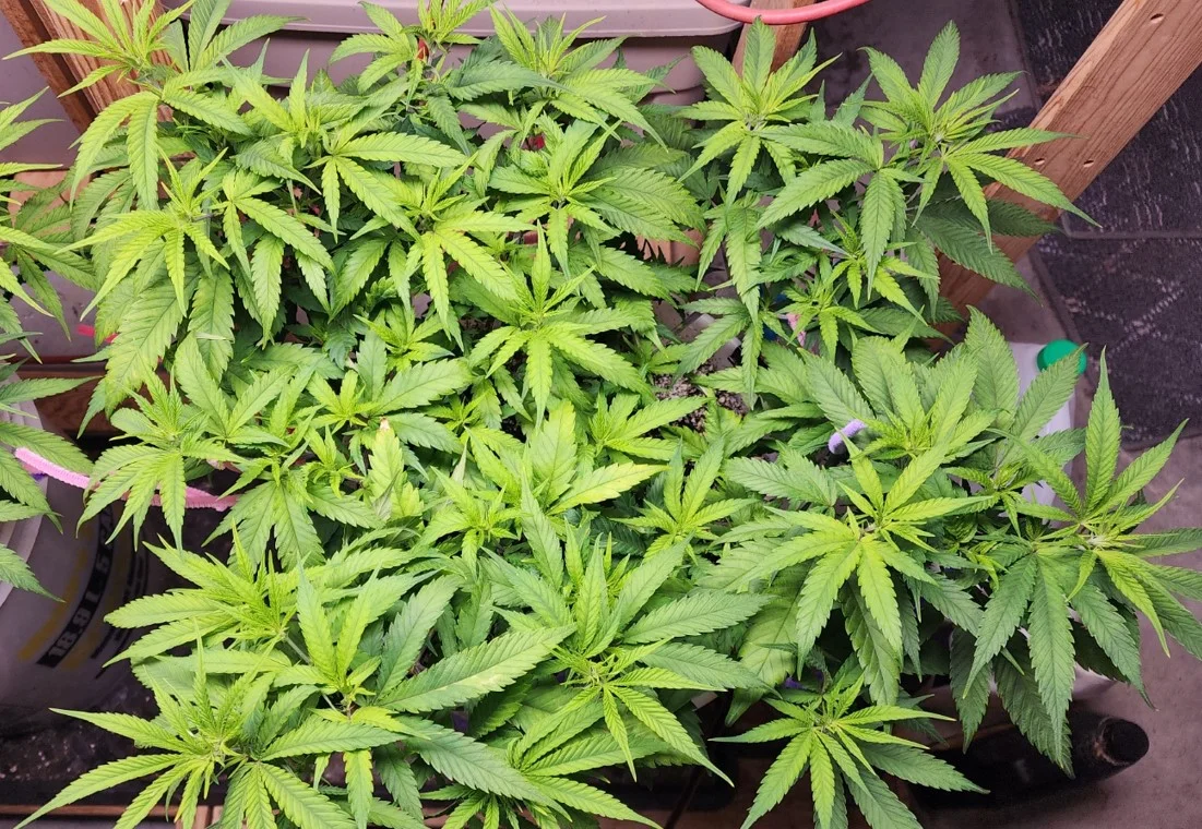 TNG Right Plant - Sep 10, 2025.webp