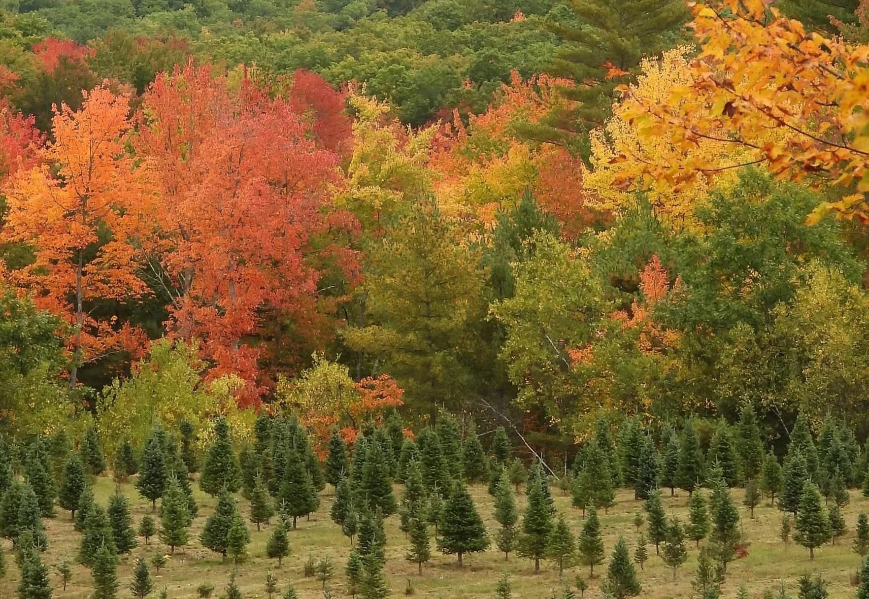 tree.webp