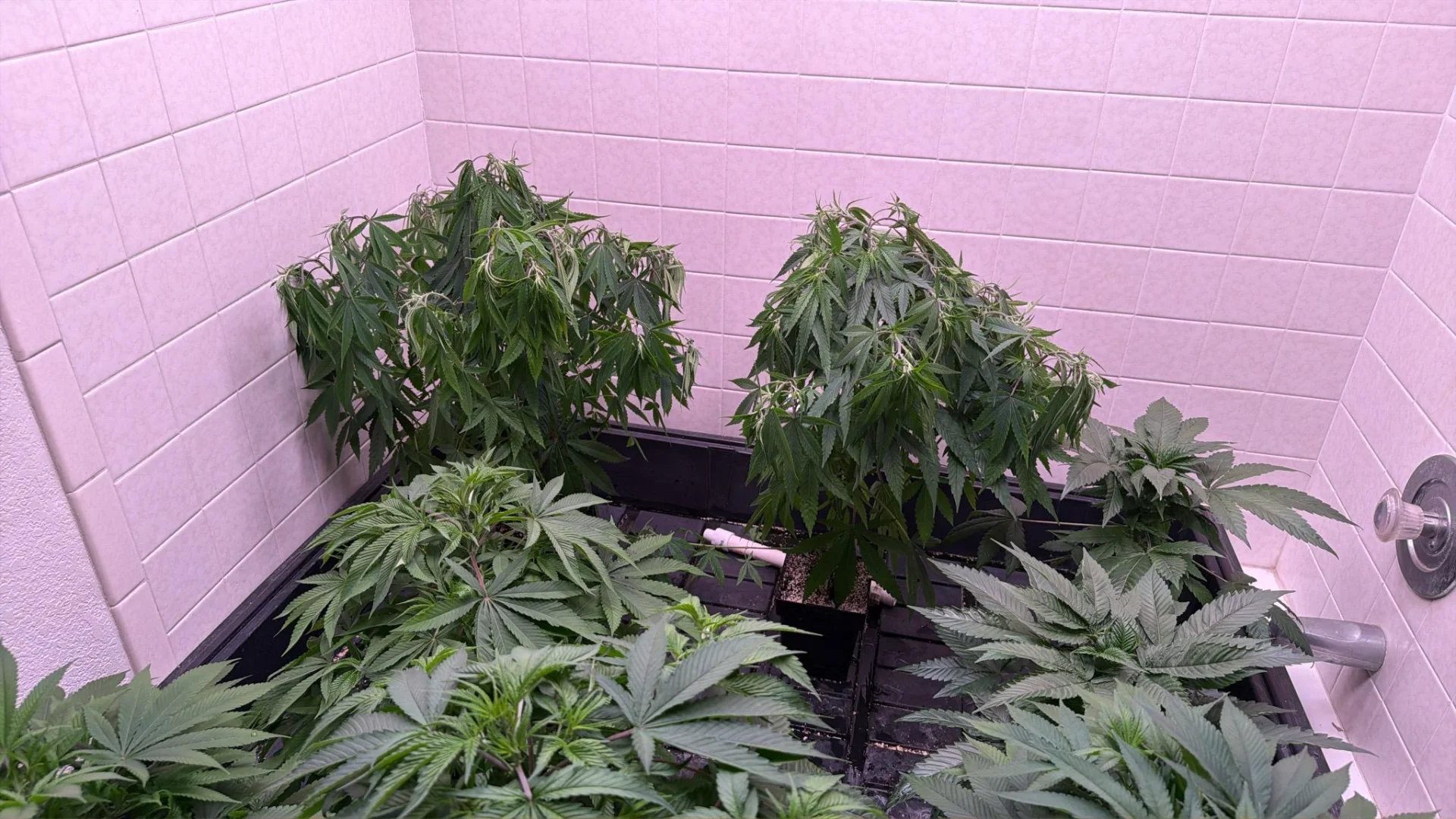underwatered-drooping-cannabis-plants.webp