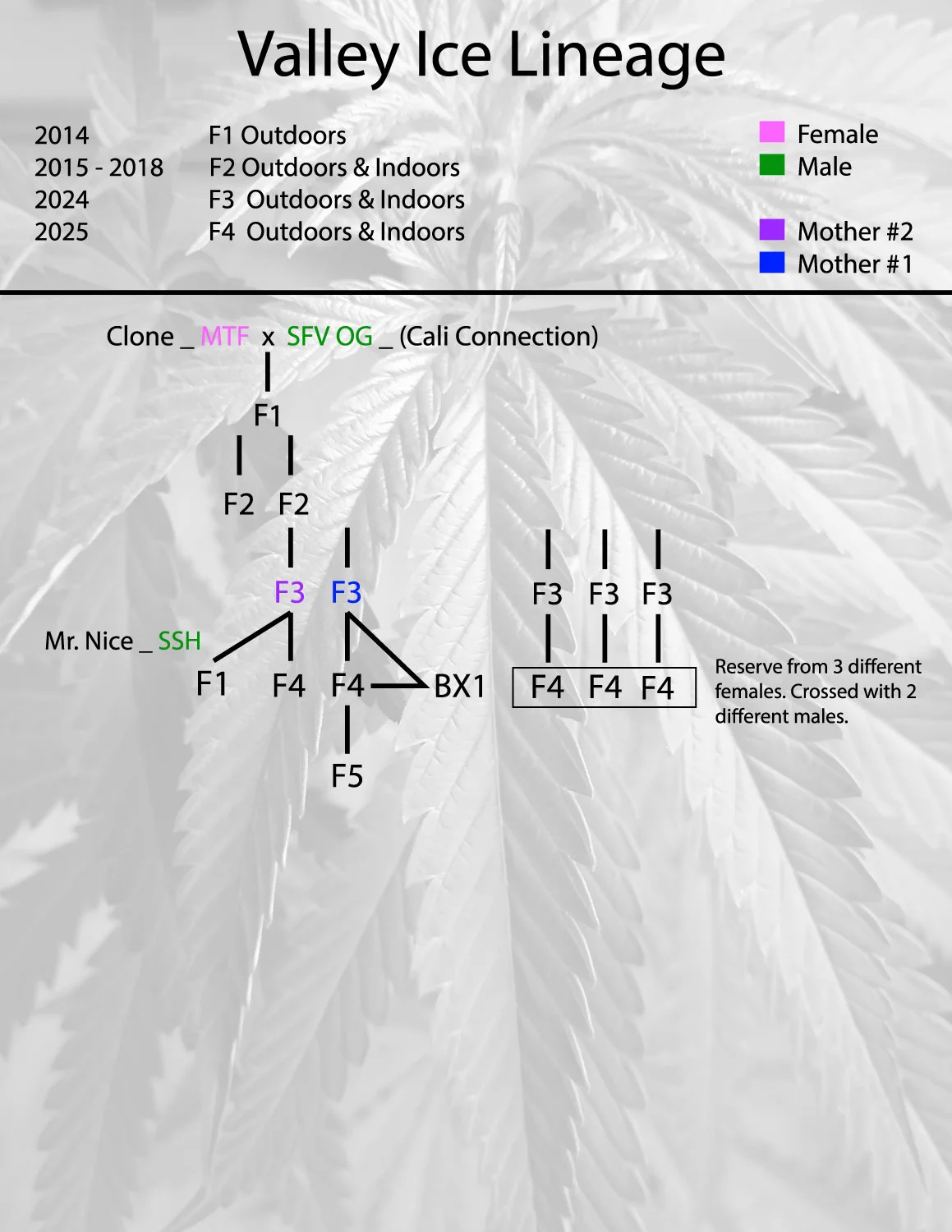 Valley-Ice_Lineage.webp