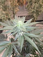 20250126_214310.webp