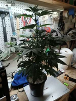 IMG_20260529_071028797.webp