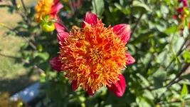 IMG_E1617.webp