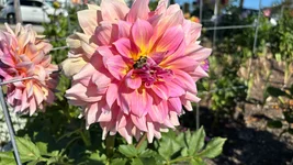 IMG_E1614.webp