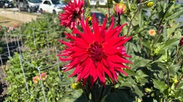IMG_E1613.webp