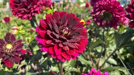 IMG_E1611.webp