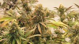 IMG_0017.webp