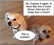 dogs day light savings.webp