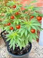 tomato weed harvest.webp