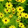 Hillbill