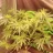 stonerbudz