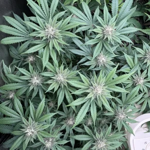 thumbnail_IMG_0180.webp
