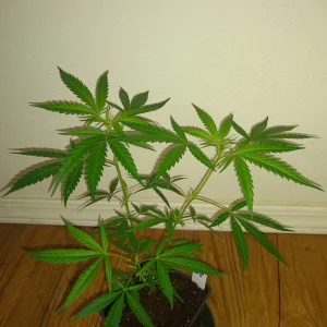 IMG_20250228_074432489.webp