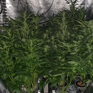 Redbag 1212 from seed.webp