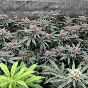 GDp111a.webp