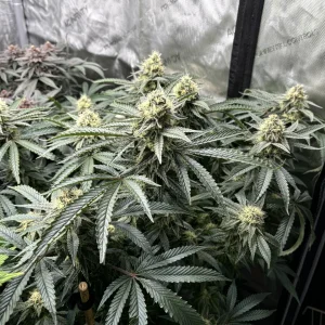 Breezy1 Mar5.webp