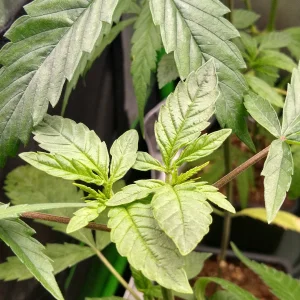 IMG_20250322_164303767_HDR.webp