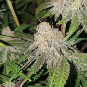 Alien Apple Breath 2.webp