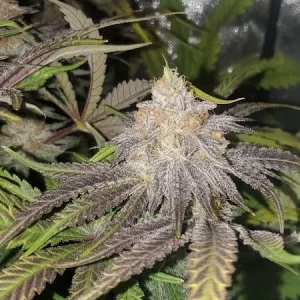 Alien Apple Breath 1.webp