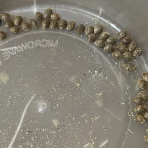 seeds.webp