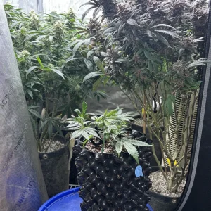 Day 3 of spray.webp