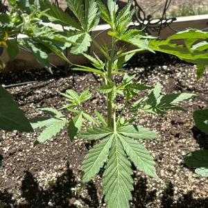Orange D 1 month.webp