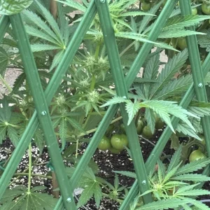 July 20 OD.webp