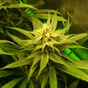 DSCN0117.webp