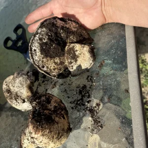 Garden mushroom.webp