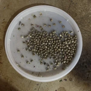 GDP seeds212.webp