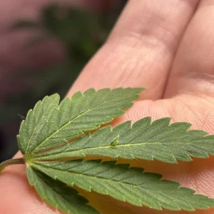 Crazy leaf.webp
