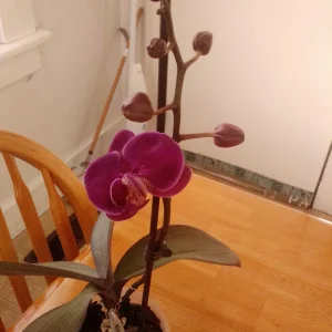 IMG_20250124_144001.webp