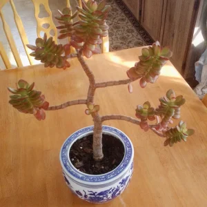 IMG_20250125_133426.webp