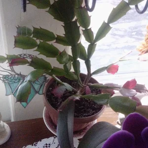 IMG_20250126_104259.webp