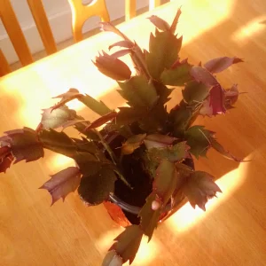 IMG_20250126_104148.webp