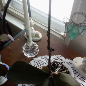 IMG_20241205_140450.webp