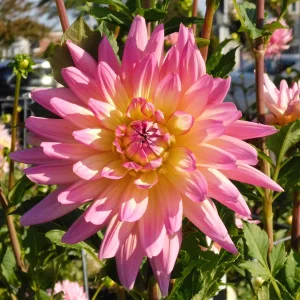 DSCN5626.webp